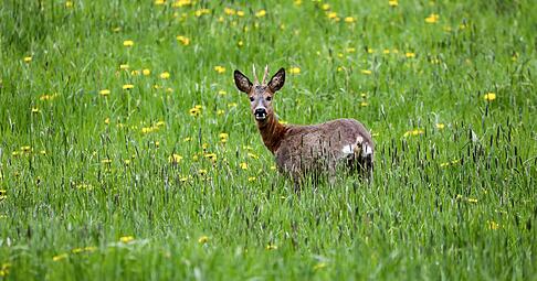 Ein Rehbock hat sich an die A6 verirrt. (Symbolbild)