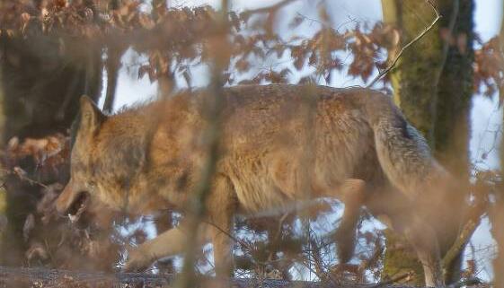 Laut Behörde eindeutig ein Wolf: das bei Ingelfingen fotografierte Tier. Laut Behörde eindeutig ein Wolf: das bei Ingelfingen fotografierte Tier.
