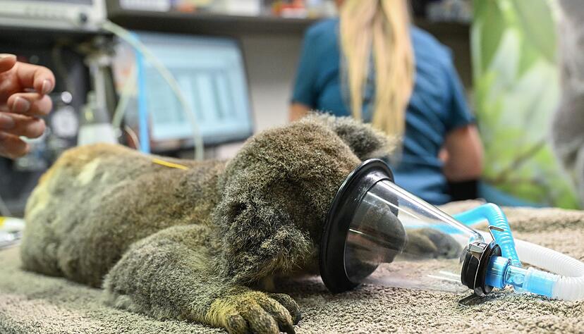 Chlamydien haben bei Koalas oft verheerende Auswirkungen.