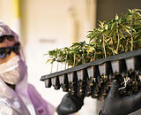 Ein Mitarbeiter der Medropharm GmbH in einer Indoor-Anlage, in der Cannabis sativa-Pflanzen für den medizinischen Gebrauch angebaut werden. Foto: Christian Beutler/KEYSTONE/dpa