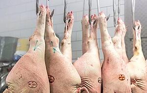 Die Stempel auf den Schweinehälften dienen der Rückverfolgbarkeit. Die Stempel auf den Schweinehälften dienen der Rückverfolgbarkeit.