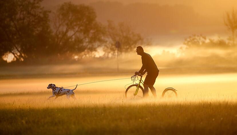 Volle Fahrt voraus: Auf dem Dogscooter zieht der Hund Herrchen oder Frauchen mit voller Power.