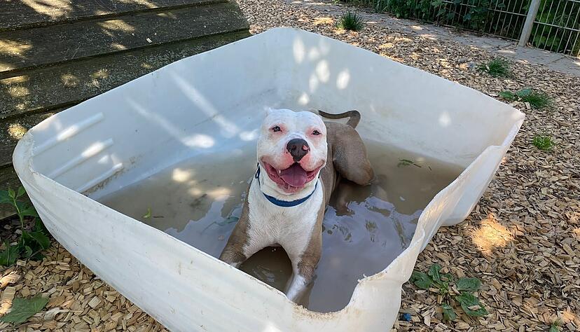 Die Erfrischungs-Ma&szlig;nahmen im Tierheim nutzt auch dieser Pitbull sehr gerne aus.