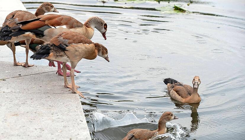 Nilgänse auf der Inselspitze am Neckar. Immer mehr Heilbronner fühlen sich von der wachsenden Zahl der Tiere belästigt. Nilgänse auf der Inselspitze am Neckar. Immer mehr Heilbronner fühlen sich von der wachsenden Zahl der Tiere belästigt.