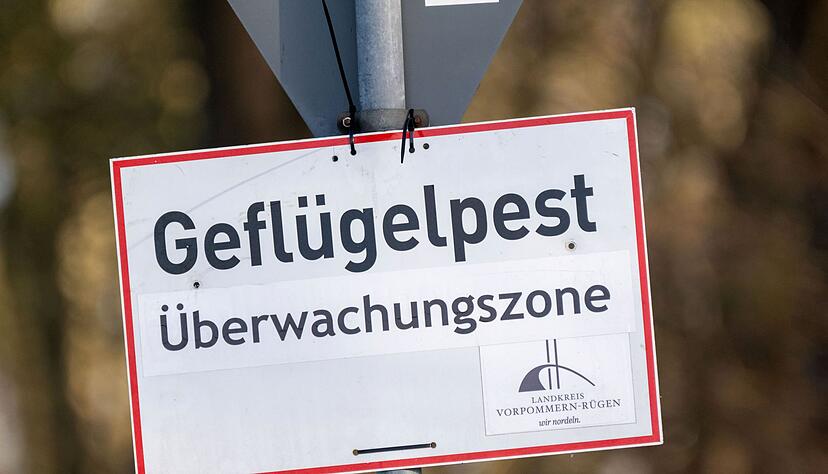 Nach Vogelgrippe-Ausbrüchen in zwei Geflügelhaltungen in Vorpommern mussten rund 150.000 Tiere gekeult werden. (Archivbild) Nach Vogelgrippe-Ausbrüchen in zwei Geflügelhaltungen in Vorpommern mussten rund 150.000 Tiere gekeult werden. (Archivbild)