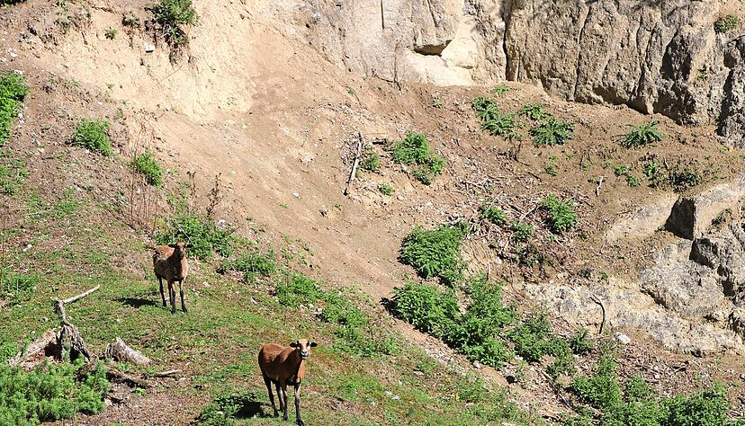Ziegen fühlen sich im Krater wohl. Durch den Geopark Ries können Touristen auch wandern.