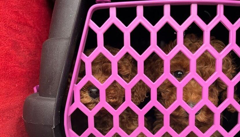 In dreckigen Boxen waren sechs der Tiere untergebracht.