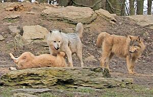 Der silbergraue Leitwolf des Bad Mergentheimer Rudels weist fast zehn Minuten ein Rudelmitglied zurecht. Foto: Bigna Fink
