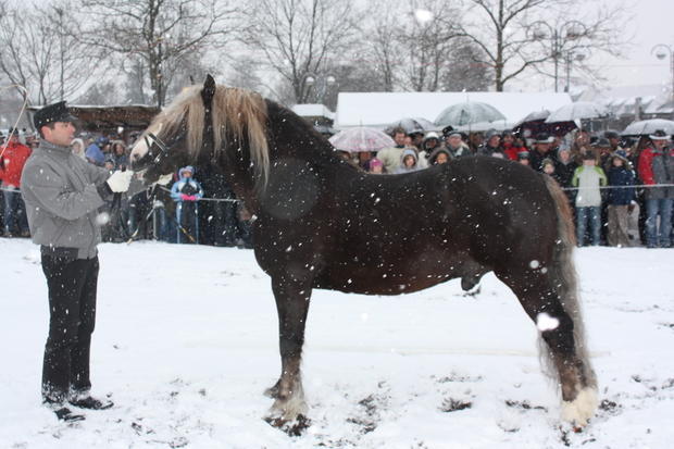 Pferdemarkt Öhringen | 16.02. Pferdemarkt Öhringen | 16.02.
