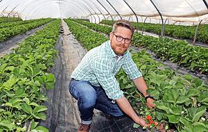 Marco Kemmler zeigt Erdbeerpflanzen mit fast reifen Fr&uuml;chten. Foto: Andreas Veigel