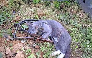 Der laut Obduktionsbericht des Veterinäramts Fellbach sehr gut gepflegte Kater Emil starb qualvoll in einer Schlagfalle des Typs "Schwanenhals". In Baden-Württemberg ist das Aufstellen solcher Fallen verboten.