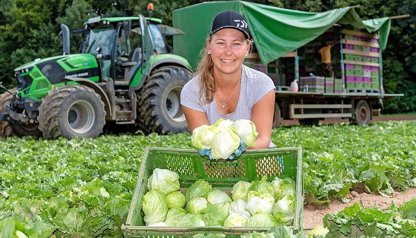 Weil die Köpfe des Eisbergsalats so klein sind, schafft es Erntehelferin Johanna Löhrer von der Jagsthausener Firma Gartenfrisch Jung, vier gleichzeitig in die Hand zu nehmen.
Foto: Mario Berger