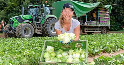 Weil die Köpfe des Eisbergsalats so klein sind, schafft es Erntehelferin Johanna Löhrer von der Jagsthausener Firma Gartenfrisch Jung, vier gleichzeitig in die Hand zu nehmen.
Foto: Mario Berger