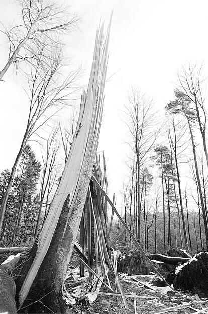 Zersplitterte Bäume: So sah es vielfach in den Wäldern aus nachdem Orkan Lothar über Süddeutschland gezogen war. Zersplitterte Bäume: So sah es vielfach in den Wäldern aus nachdem Orkan Lothar über Süddeutschland gezogen war.
