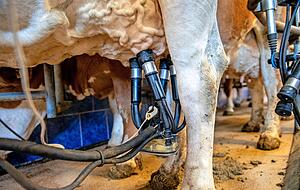 Zweimal täglich, um 6 und um 18 Uhr, werden die weiblichen Rinder gemolken. Im Durchschnitt gibt ein Tier 20 bis 22 Liter Milch pro Tag.