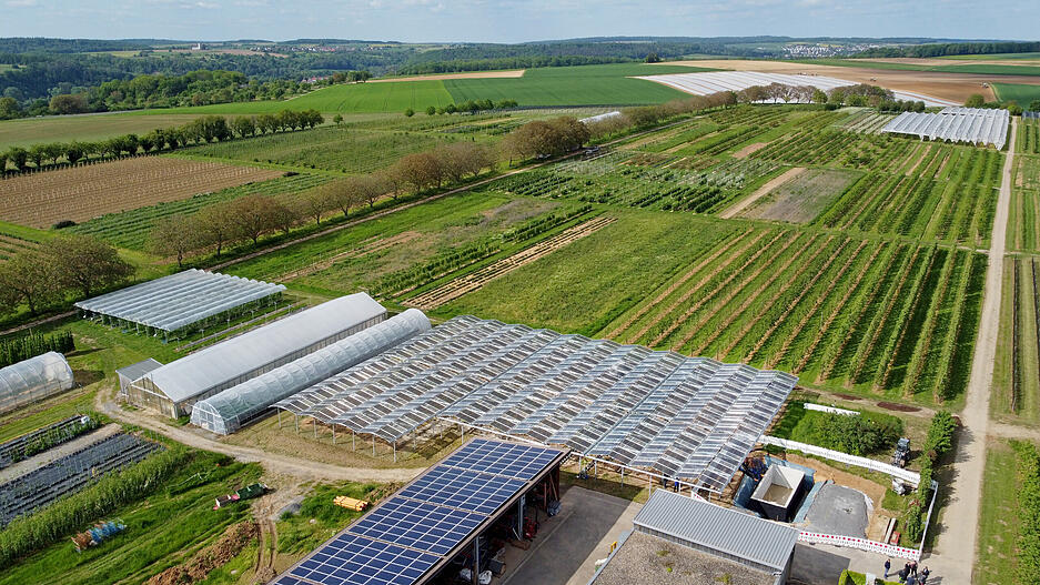 Einweihung der Agrar-PV-Anlage im Obstversuchsgut Heuchlingen in Bad Friedrichshall. Pilotprojekt des Landes Baden-Württemberg. Beerenobstanlage unter APV-Überdachung.