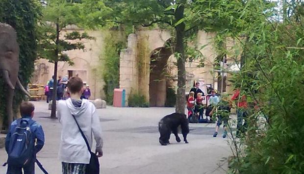 Ein ausgebrochener Schimpanse läuft im Zoo Hannover neben den Besuchern durch den sogenannten Dschungelpalast. Fünf von sieben Schimpansen waren ausgebrochen. Foto: Laura Becker