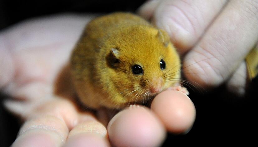 Die Haselmaus ist zwischen April und Oktober aktiv und lebt in artenreichen Hecken mit dichtem Bewuchs.