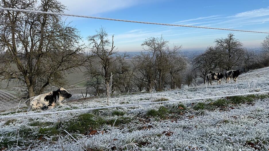 Kühe trotzen den Minustemperaturen am Lindelberg. Kühe trotzen den Minustemperaturen am Lindelberg.