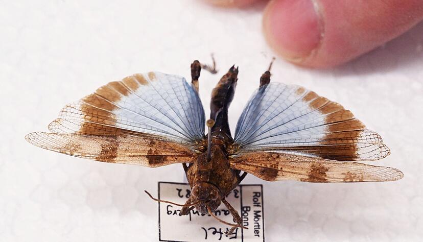 Manche Heuschrecken wie die Blaufl&uuml;gelige &Ouml;dlandschrecke k&ouml;nnen auf den ersten Blick mit Schmetterlingen verwechselt werden.