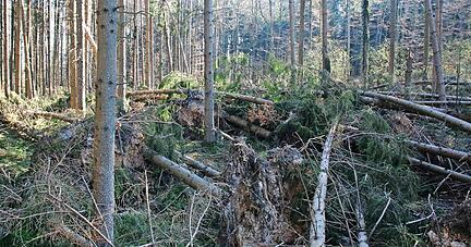 Ein wahres Refugium für den Borkenkäfer ist nicht aufgearbeiteter sogenannter Windwurf − hier nach Sturm "Sabine" im Wald nahe Zweiflingen.
Fotos: privat Ein wahres Refugium für den Borkenkäfer ist nicht aufgearbeiteter sogenannter Windwurf − hier nach Sturm "Sabine" im Wald nahe Zweiflingen.
Fotos: privat