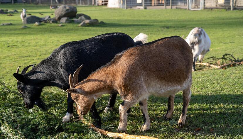 Eine Ziege brachte im Sommer 2023 im Vogelpark Marlow eine Urlauberin aus Sachsen-Anhalt zu Fall. Um Folgekosten etwa für die Behandlung der Frau wurde vor Gericht gestritten. (Archivbild) Eine Ziege brachte im Sommer 2023 im Vogelpark Marlow eine Urlauberin aus Sachsen-Anhalt zu Fall. Um Folgekosten etwa für die Behandlung der Frau wurde vor Gericht gestritten. (Archivbild)