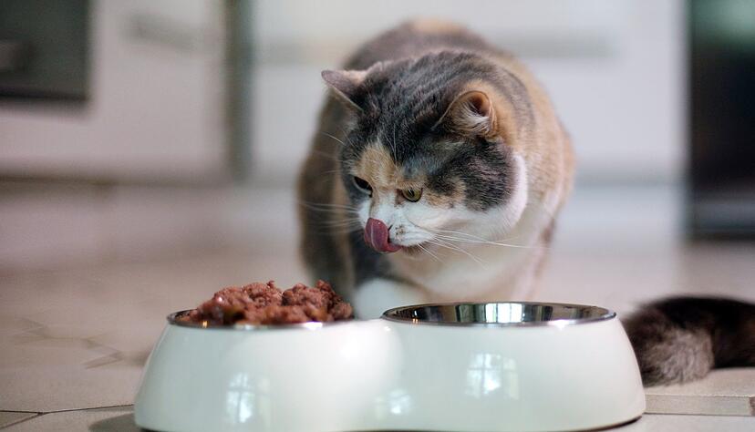 Achtung bei der Portionsgröße: Katzen sollten über den Tag verteilt viele kleine Futterportionen erhalten.