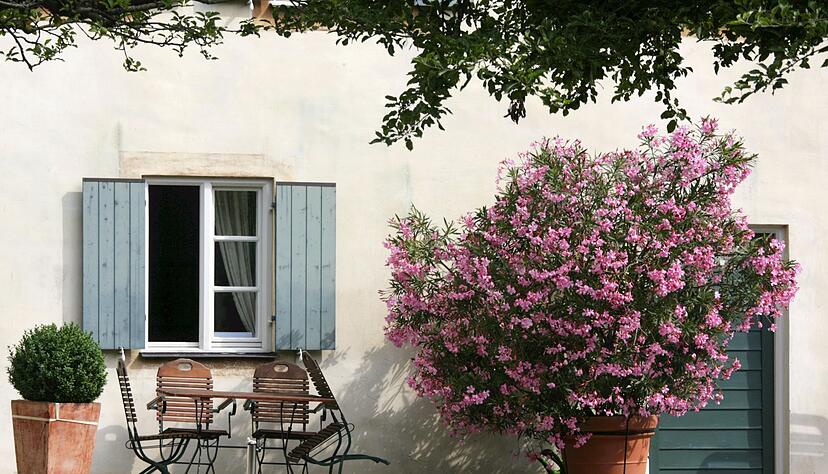 Im Sommer ist der Oleander ein Blickfang auf der Terrasse. Wird es im Herbst kälter, braucht die Kübelpflanze aber ein geeignetes Winterquartier. Im Sommer ist der Oleander ein Blickfang auf der Terrasse. Wird es im Herbst kälter, braucht die Kübelpflanze aber ein geeignetes Winterquartier.