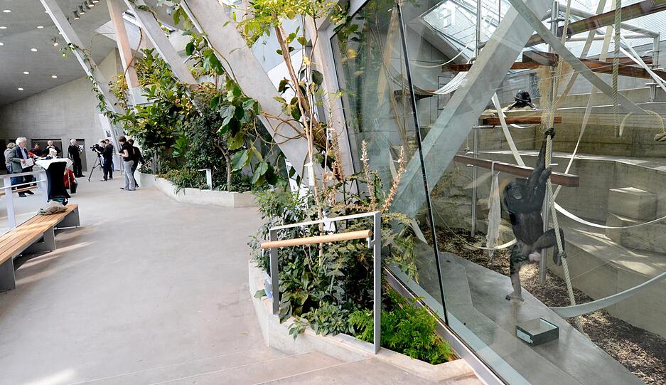 Ein Bonobo klettert in der Wilhelma in einem Gehege.