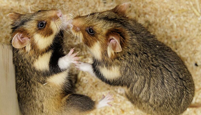 Geht das gut? Ein paarungsbereites Weibchen und ein ausgewähltes Männchen sollen für Feldhamster-Nachwuchs sorgen. Geht das gut? Ein paarungsbereites Weibchen und ein ausgewähltes Männchen sollen für Feldhamster-Nachwuchs sorgen.