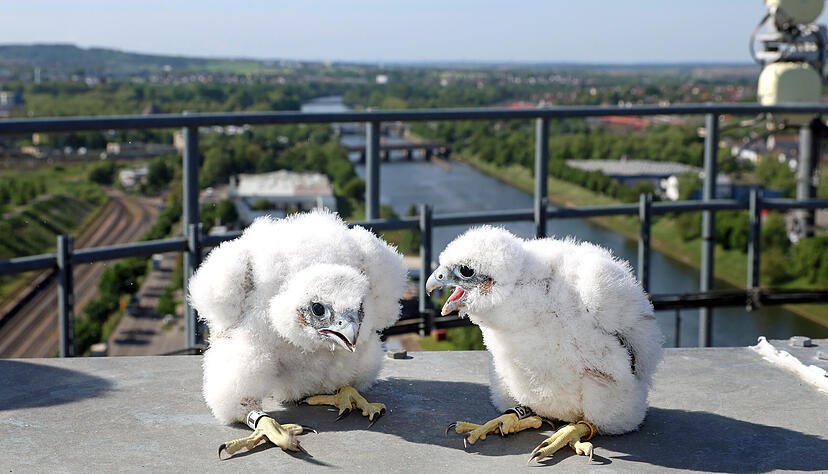 Die jungen Wanderfalken auf den Getreidesilos der Firma Beweka in der Hafenstraße in Heilbronn werden beringt. Die jungen Wanderfalken auf den Getreidesilos der Firma Beweka in der Hafenstraße in Heilbronn werden beringt.