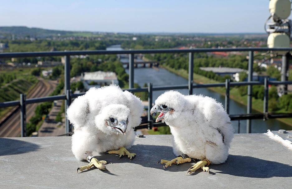 Die jungen Wanderfalken auf den Getreidesilos der Firma Beweka in der Hafenstra&szlig;e in Heilbronn werden beringt.