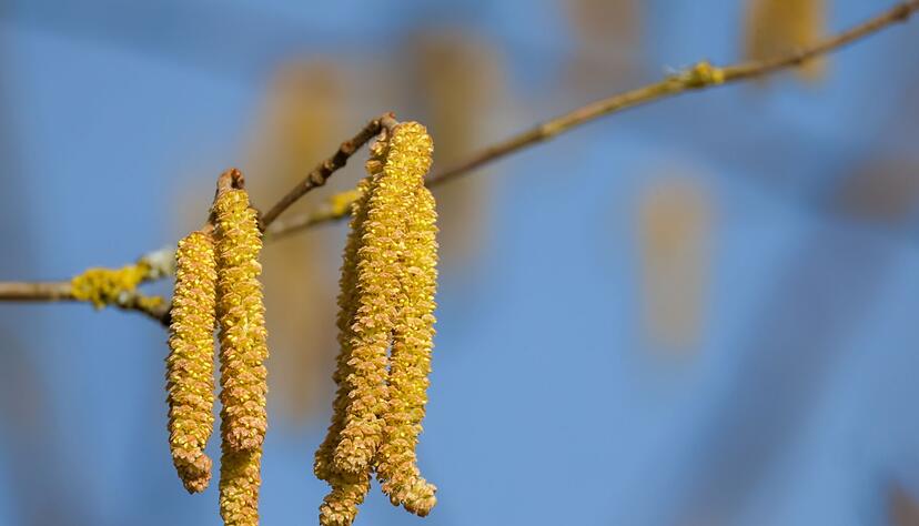 Der Fr&uuml;hling naht.