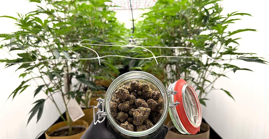 Aus den Hanfpflanzen wird getrocknetes Cannabis. Ein Gramm kostet beim Cannabis Social Club (CSC) "Lollipot" in Langenbrettach etwa zehn Euro.