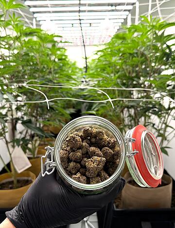 Aus den Hanfpflanzen wird getrocknetes Cannabis. Ein Gramm kostet beim Cannabis Social Club (CSC) "Lollipot" in Langenbrettach etwa zehn Euro.