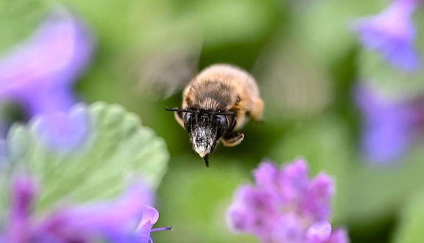 In Baden-W&uuml;rttemberg liegt Fr&uuml;hling in der Luft.