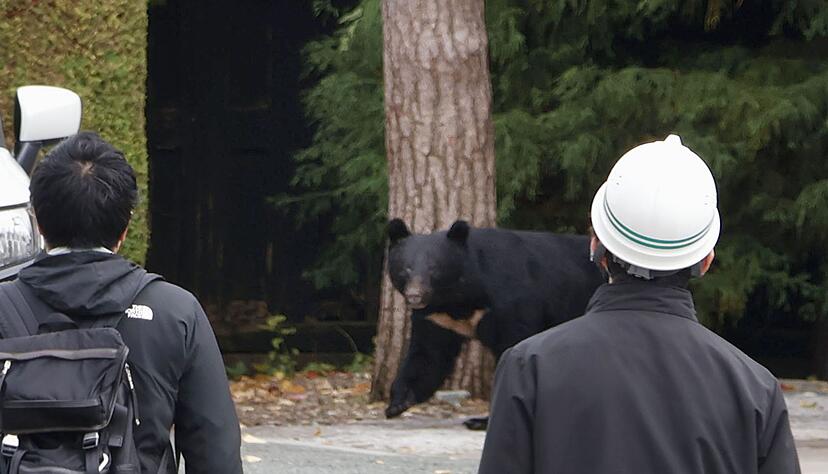 Die Berichte über Bärenangriffe schrecken inzwischen auch einige Touristen ab. (Archivbild) Die Berichte über Bärenangriffe schrecken inzwischen auch einige Touristen ab. (Archivbild)
