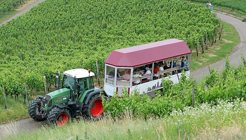 Wem die Rundwanderstrecke durch die Weinberge zu weit ist, kann auch im Planwagen mitfahren.