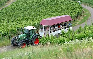 Wem die Rundwanderstrecke durch die Weinberge zu weit ist, kann auch im Planwagen mitfahren.