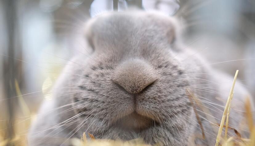 Regelm&auml;&szlig;ige Tierarztbesuche sind wichtig f&uuml;r die Gesundheit von Kaninchen.