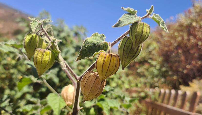 Die Andenbeeren brauchen warme, vollsonnige und geschützte Standorte. Die Andenbeeren brauchen warme, vollsonnige und geschützte Standorte.