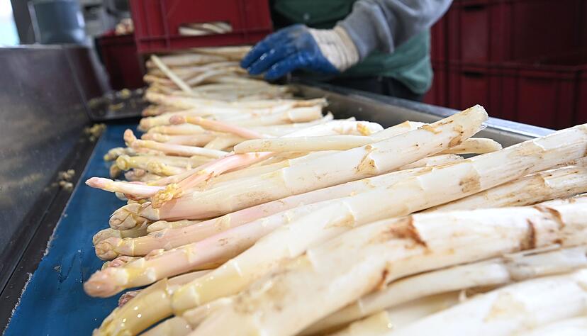 Regionalen Spargel gibt es laut Experten zum Osterfest in ganz Baden-Württemberg. (Archivbild)