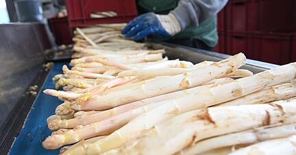 Regionalen Spargel gibt es laut Experten zum Osterfest in ganz Baden-Württemberg. (Archivbild) Regionalen Spargel gibt es laut Experten zum Osterfest in ganz Baden-Württemberg. (Archivbild)