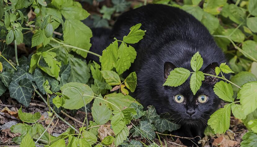 Schwarzen Katzen wird nachgesagt, Unglück zu bringen. Doch das gefährdet die Tiere.