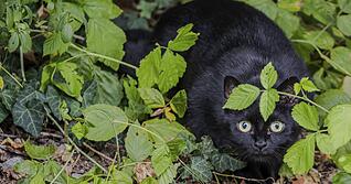 Schwarzen Katzen wird nachgesagt, Unglück zu bringen. Doch das gefährdet die Tiere.