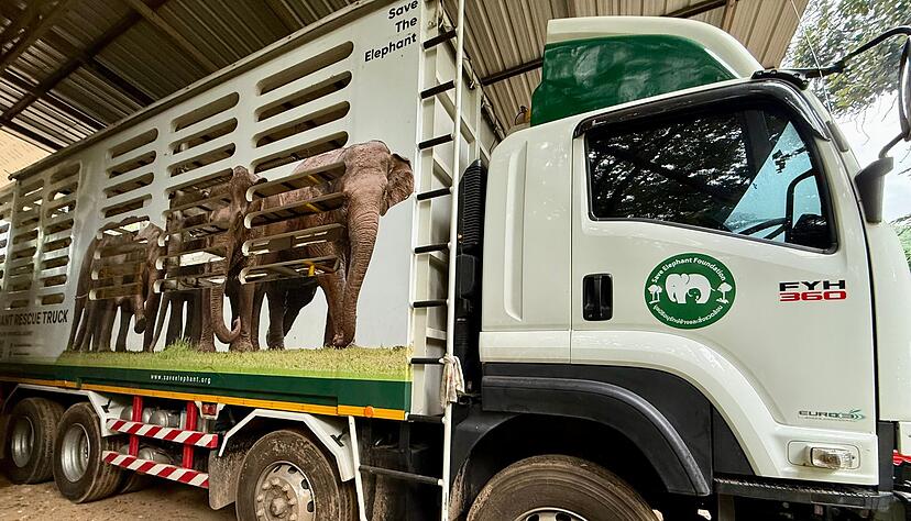 In solchen Trucks werden die Elefanten nach ihrer Rettung in den Elephant Nature Park gefahren. In solchen Trucks werden die Elefanten nach ihrer Rettung in den Elephant Nature Park gefahren.