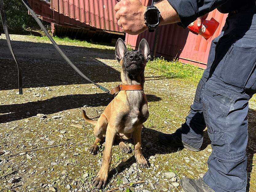 "Malinois Welpe Ignaz startet seine Karriere als Polizeihund: Hundef&uuml;hrerin Carmen Zartmann-Seitz begleitet ihn bei den ersten Trainingseinheiten."