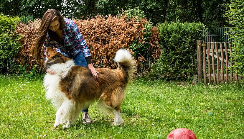 Garten mit Auslauf: hundesicherere Z&auml;une und Hecken sch&uuml;tzen vor ungewollten Ausfl&uuml;gen &ndash; und erm&ouml;glichen dem Tier freie Bewegung ohne Leine.