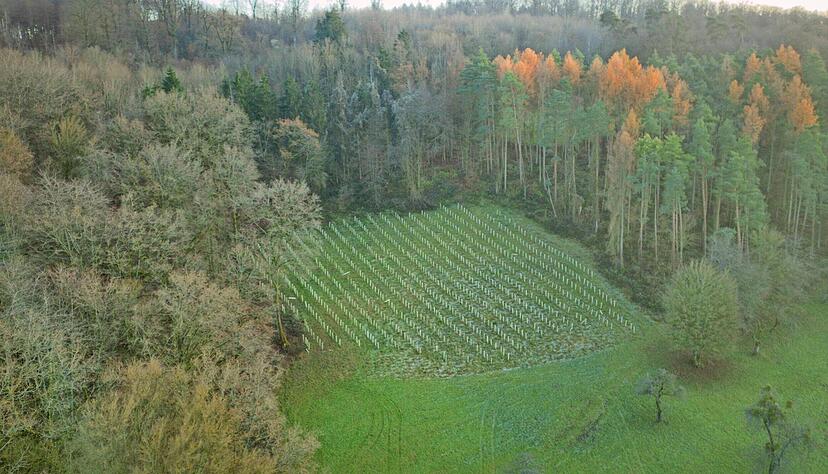 Orte zur Neuaufforstung sind im Hohenlohekreis rar, sagt Revierf&ouml;rster Thomas Schmitt. Der neue Wald soll einmal so aussehen, wie der links daneben.