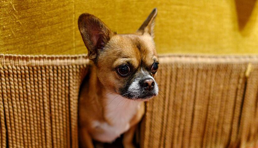 B&ouml;llerl&auml;rm kann bei Tieren starke Angstreaktionen ausl&ouml;sen. Ein gezieltes Training kann helfen, den Stress am Jahreswechsel zu verringern.